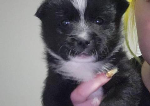 Male and female Pomsky puppies for sale