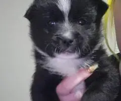 Male and female Pomsky puppies for sale