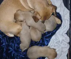 5 Male Chihuahua Puppies Looking for Loving Homes