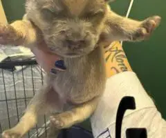 2 beautiful Chow Chow puppies for sale