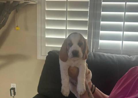 6 AKC Beagle puppies for sale