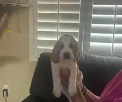 6 AKC Beagle puppies for sale