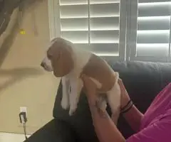 6 AKC Beagle puppies for sale