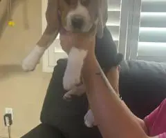 6 AKC Beagle puppies for sale