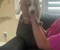 6 AKC Beagle puppies for sale