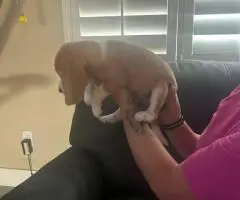 6 AKC Beagle puppies for sale