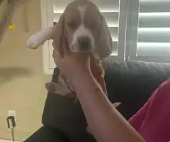 6 AKC Beagle puppies for sale