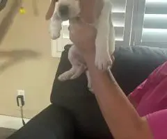 6 AKC Beagle puppies for sale
