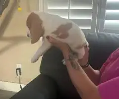 6 AKC Beagle puppies for sale