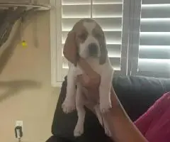 6 AKC Beagle puppies for sale