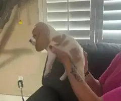 6 AKC Beagle puppies for sale