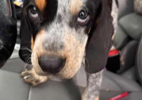 Full-Blooded Blue Tick Hound Puppies – Only 2 Left!