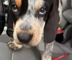 Full-Blooded Blue Tick Hound Puppies – Only 2 Left!