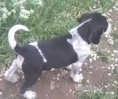 Full-Blooded Blue Tick Hound Puppies – Only 2 Left!