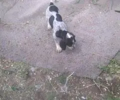 Full-Blooded Blue Tick Hound Puppies – Only 2 Left!