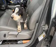 Full-Blooded Blue Tick Hound Puppies – Only 2 Left!