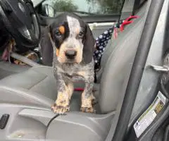 Full-Blooded Blue Tick Hound Puppies – Only 2 Left!