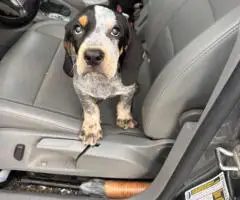 Full-Blooded Blue Tick Hound Puppies – Only 2 Left!