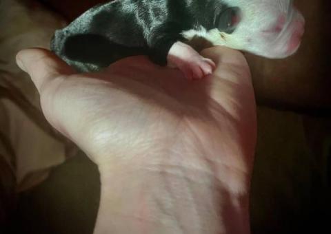 6 Frencton babies need homes