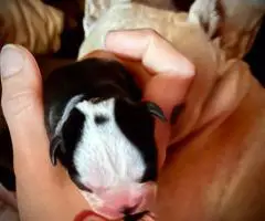 6 Frencton babies need homes