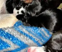 6 Frencton babies need homes