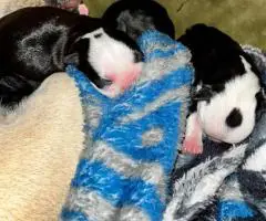 6 Frencton babies need homes
