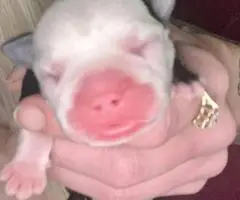 6 Frencton babies need homes