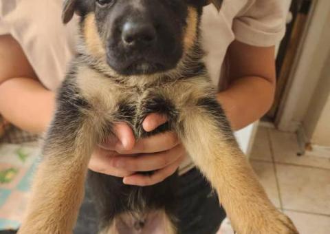 8 weeks old AKC German Shepherd puppies for sale