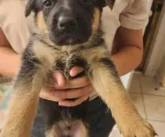 8 weeks old AKC German Shepherd puppies for sale