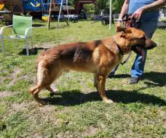 8 weeks old AKC German Shepherd puppies for sale