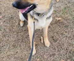 8 weeks old AKC German Shepherd puppies for sale