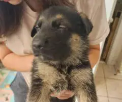 8 weeks old AKC German Shepherd puppies for sale