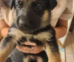 8 weeks old AKC German Shepherd puppies for sale