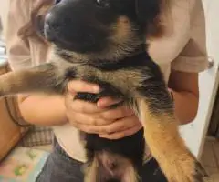 8 weeks old AKC German Shepherd puppies for sale