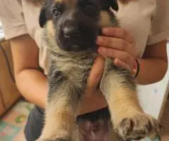 8 weeks old AKC German Shepherd puppies for sale