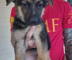 8 weeks old AKC German Shepherd puppies for sale