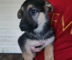 8 weeks old AKC German Shepherd puppies for sale