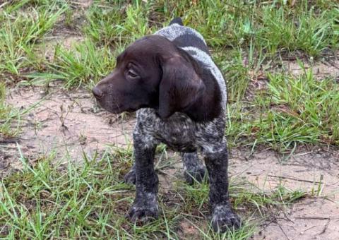 9 German Shorthaired Pointer puppies for sale