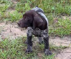 9 German Shorthaired Pointer puppies for sale