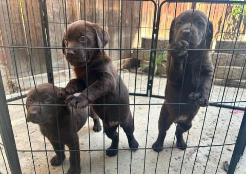 8 Chocolate Labrador retriever puppies for sale