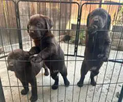 8 Chocolate Labrador retriever puppies for sale