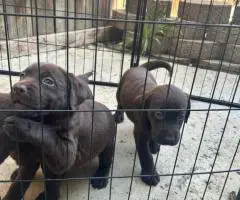 8 Chocolate Labrador retriever puppies for sale