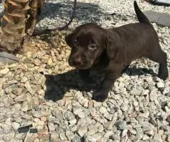 8 Chocolate Labrador retriever puppies for sale