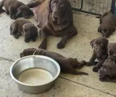 8 Chocolate Labrador retriever puppies for sale