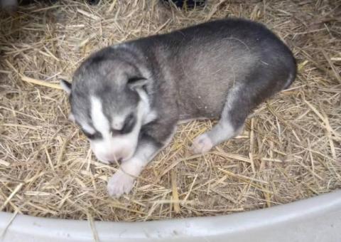 5 Alaskan malamute puppies for sale.