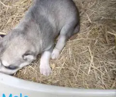 5 Alaskan malamute puppies for sale.