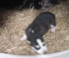 5 Alaskan malamute puppies for sale.