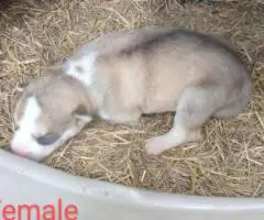 5 Alaskan malamute puppies for sale.