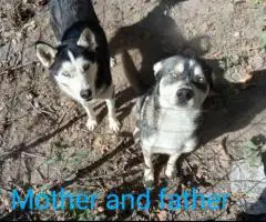 5 Alaskan malamute puppies for sale.