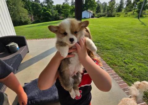 AKC Pembroke Welsh Corgi Puppies for Sale